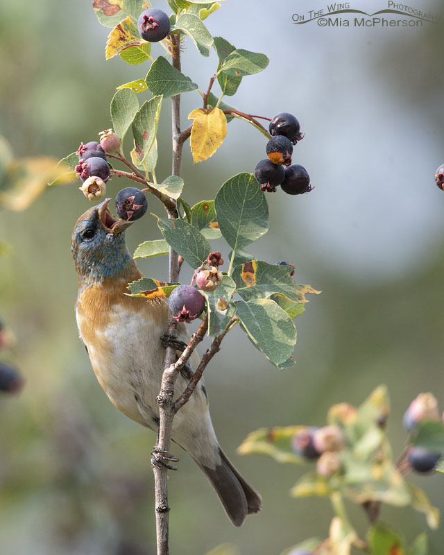 Molting male Lazuli Bunting eating a Serviceberry berry, Morgan County, Utah