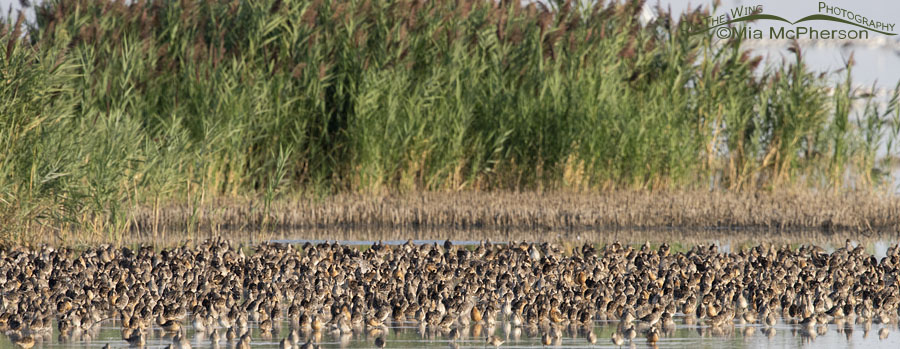 Thousands of Long-billed Dowitchers resting on their fall migration, Bear River Migratory Bird Refuge, Box Elder County, Utah