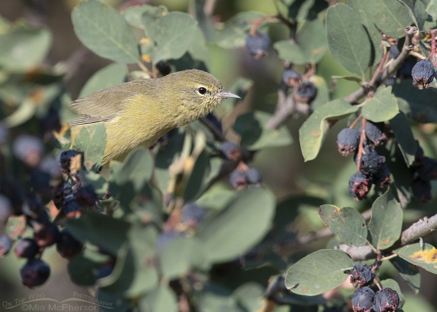 Orange-crowned Warbler peeking out of a serviceberry, Wasatch Mountains, Morgan County, Utah