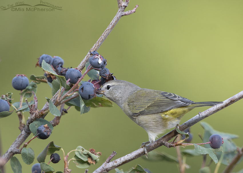 Orange-crowned Warbler feeding on a berry, Wasatch Mountains, Morgan County, Utah