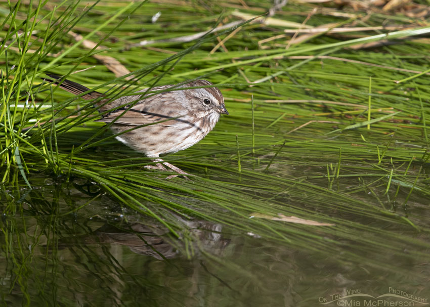 Adult Song Sparrow at the edge of a creek, Little Emigration Canyon, Morgan County, Utah