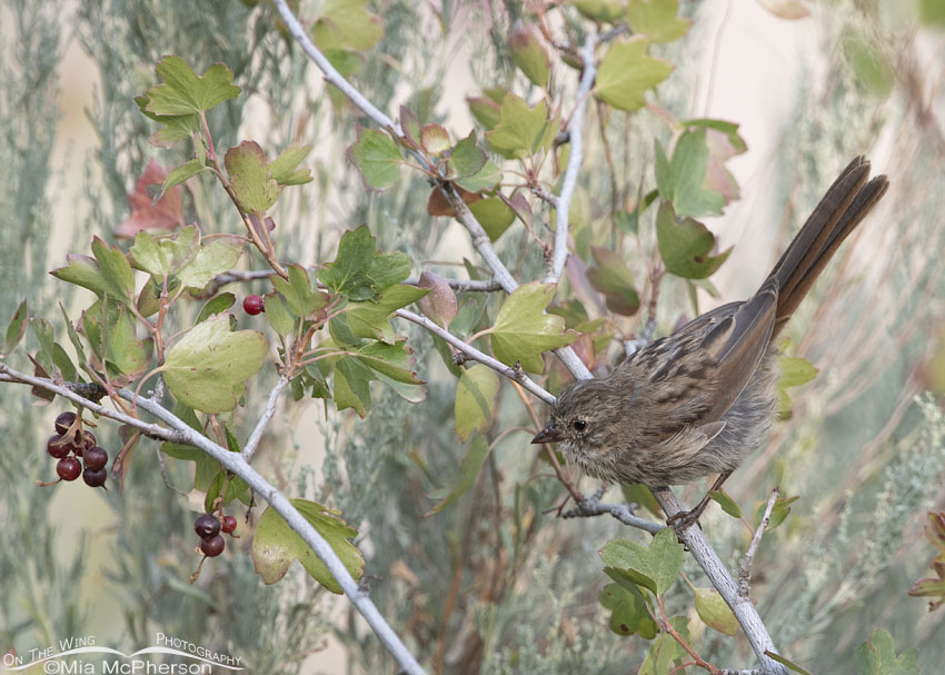 Immature Song Sparrow on a Currant bush, Little Emigration Canyon, Morgan County, Utah