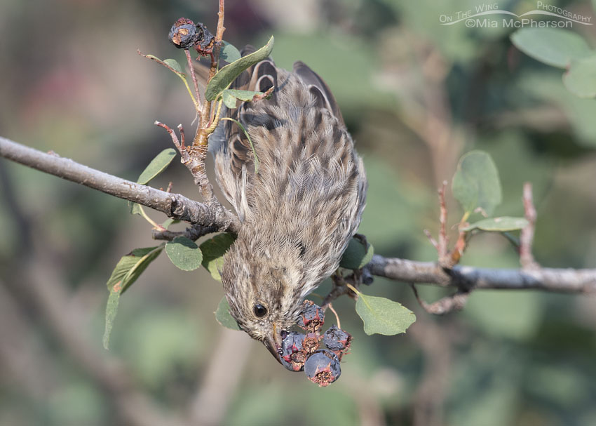 Immature Song Sparrow feeding on Serviceberry berries, Little Emigration Canyon, Morgan County, Utah