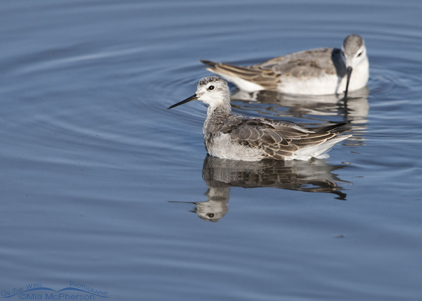 Wilson's Phalarope giving me the stink eye, Bear River Migratory Bird Refuge, Box Elder County, Utah