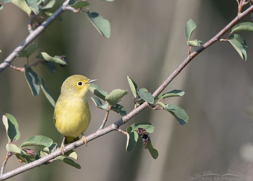 Yellow Warbler on a branch, Wasatch Mountains, Morgan County, Utah