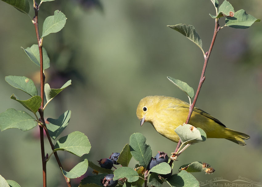 Yellow Warbler with a curious look, Wasatch Mountains, Morgan County, Utah