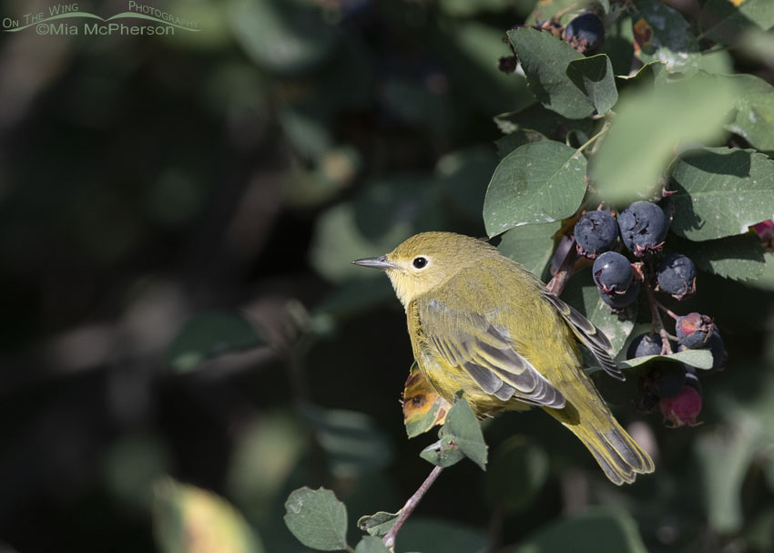 Yellow Warbler with a dark background, Wasatch Mountains, Morgan County, Utah