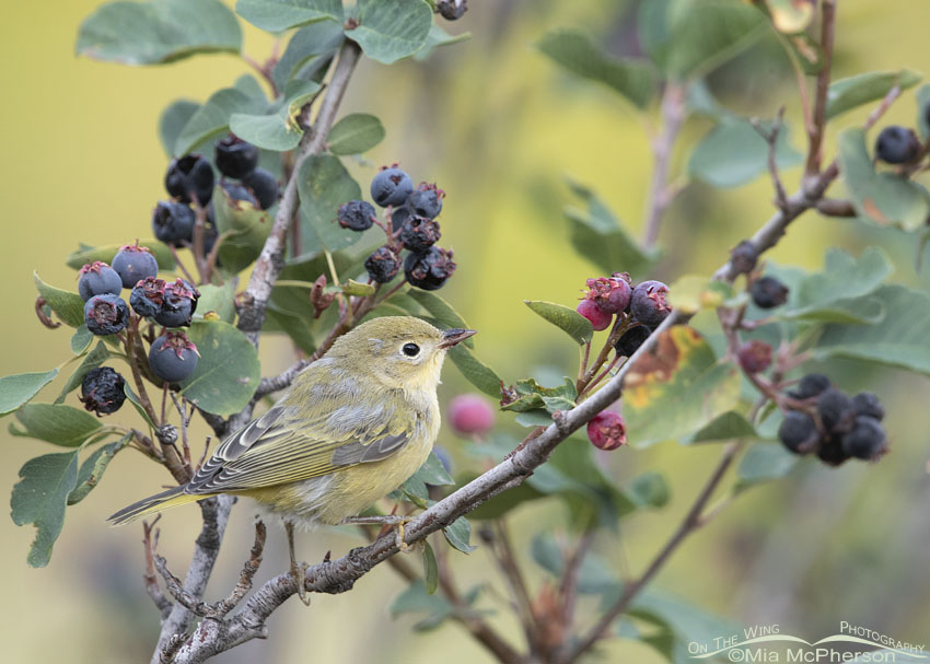Immature Yellow Warbler and Serviceberry berries, Wasatch Mountains, Morgan County, Utah