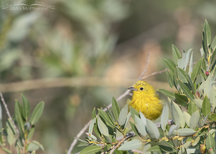 Messy male Yellow Warbler, Wasatch Mountains, Morgan County, Utah