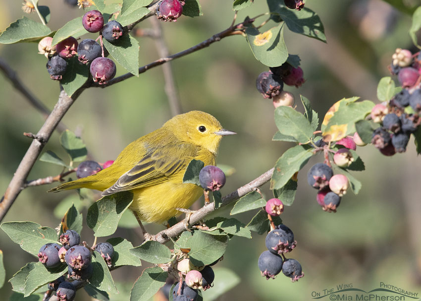 Yellow Warbler framed by Serviceberry berries, Wasatch Mountains, Morgan County, Utah