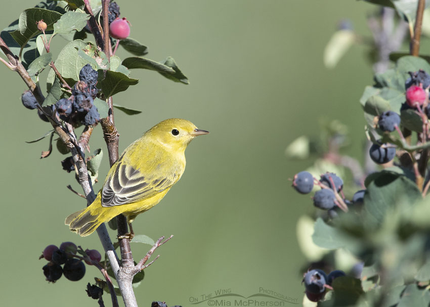 Adult YelloAdult Yellow Warbler on a Serviceberry bush, Wasatch Mountains, Morgan County, Utah