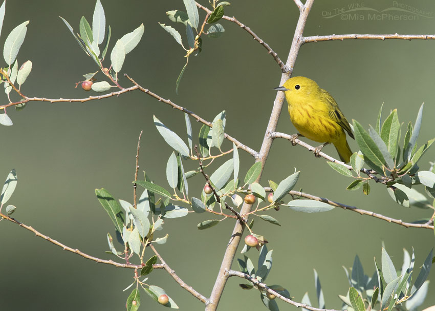 Tiny Yellow Warbler in a big world, Wasatch Mountains, Morgan County, Utah