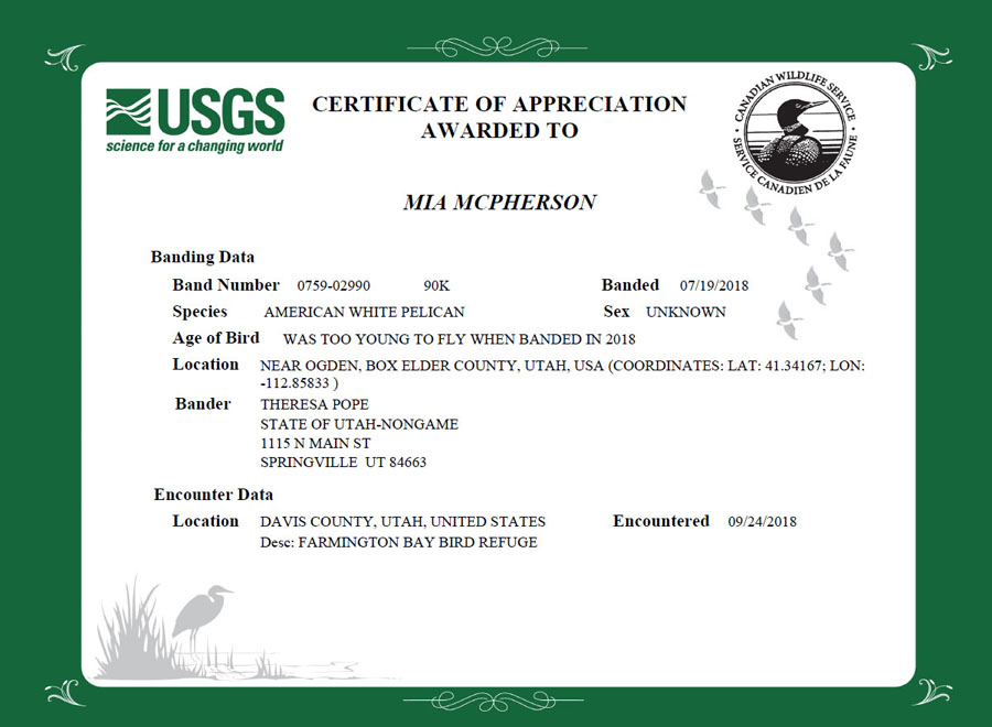 Certificate of Appreciation - 90K American White Pelican
