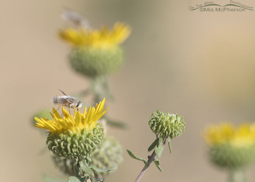 Bee Fly nectaring on Curlycup Gumweed, Stansbury Mountains, West Desert, Tooele County, Utah