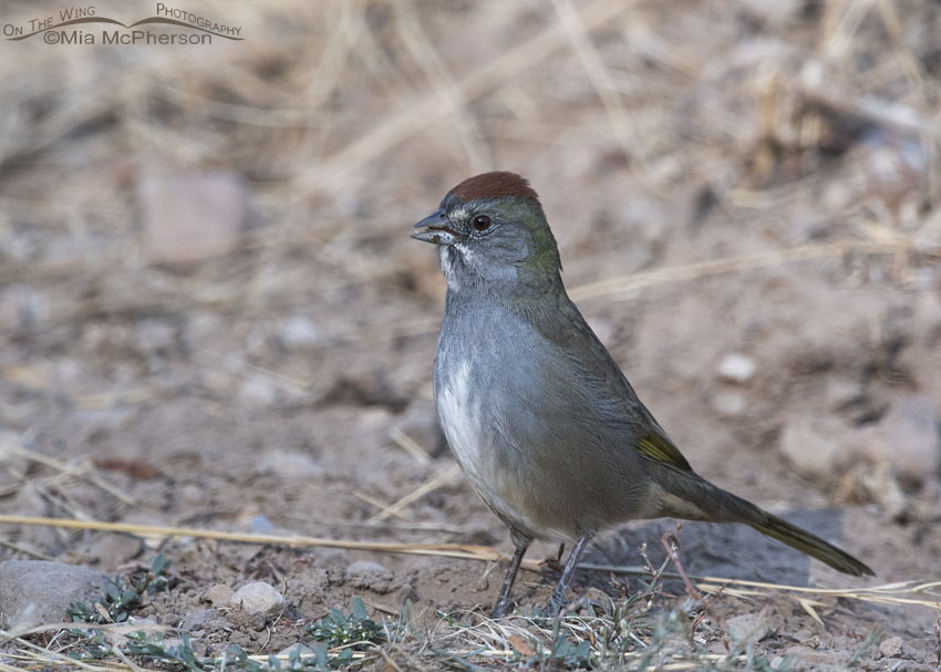Green-tailed Towhee foraging near a road, Wasatch Mountains, Morgan County, Utah