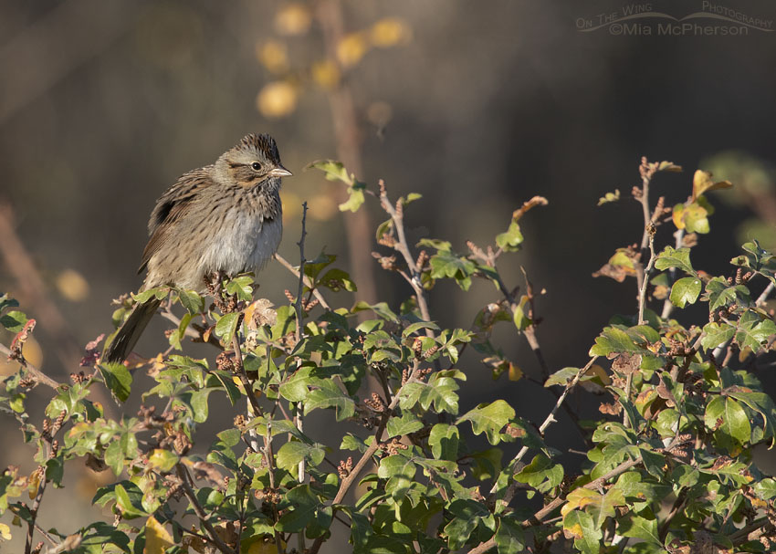 Lincoln's Sparrow perched on Fragrant Sumac, Box Elder County, Utah