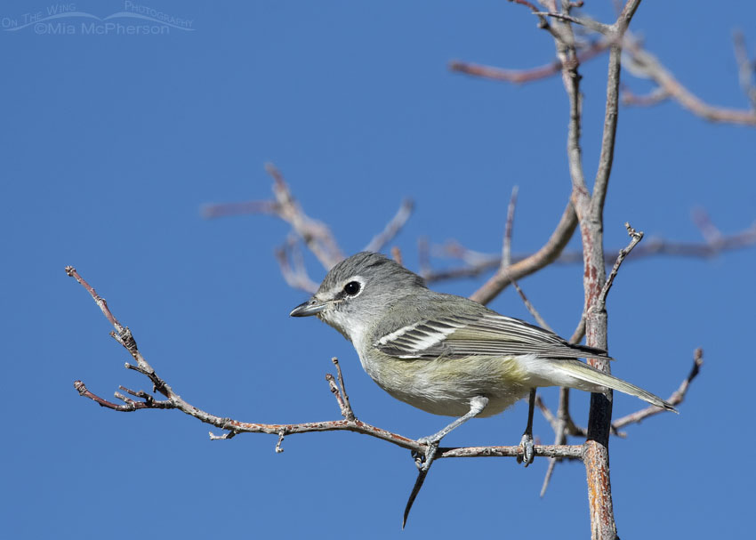 Plumbeous Vireo on a dead hawthorn branch, Wasatch Mountains, Morgan County, Utah