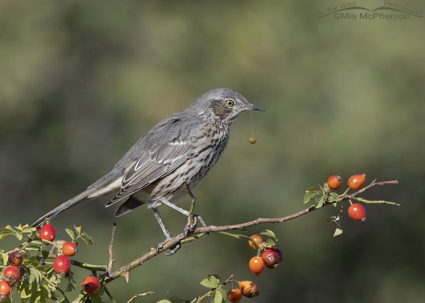 Adult Sage Thrasher with a fruit pit hanging from its bill by saliva, Box Elder County, Utah