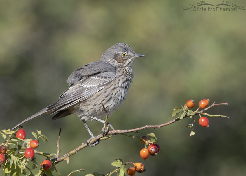 Sage Thrasher fluffing its feathers on a Wild Rose, Box Elder County, Utah