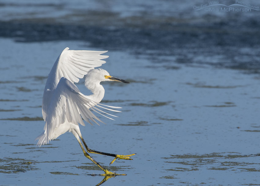 Snowy Egret landing in shallow water, Farmington Bay WMA, Davis County, Utah