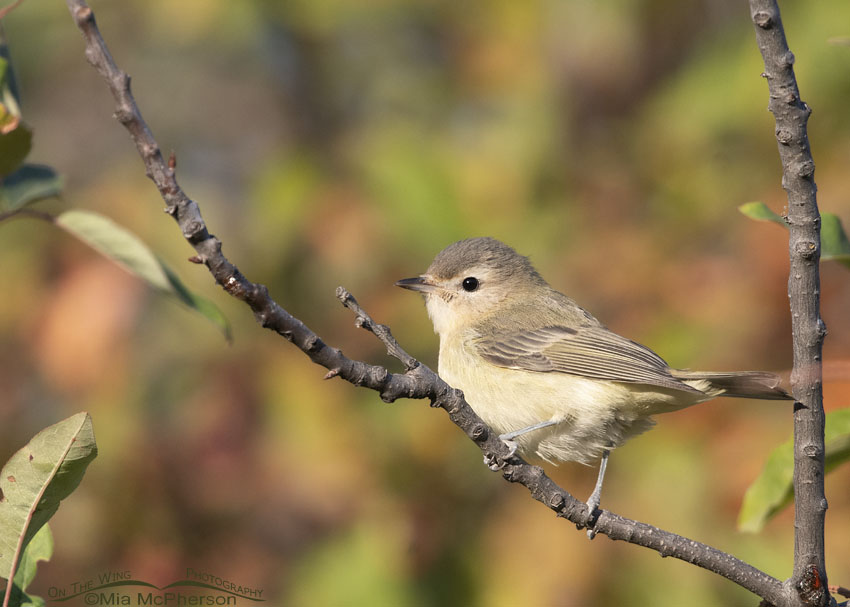 Warbling Vireo in front of fall colors, Wasatch Mountains, Morgan County, Utah