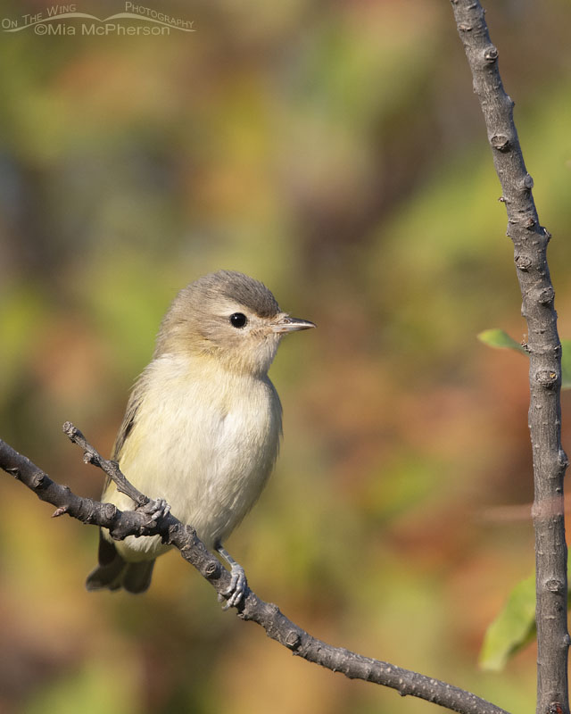 Perky Warbling Vireo in the Wasatch Mountains, Wasatch Mountains, Morgan County, Utah