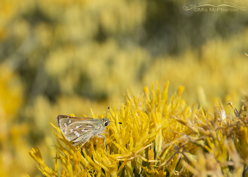 Western Brand Skipper Butterfly Images