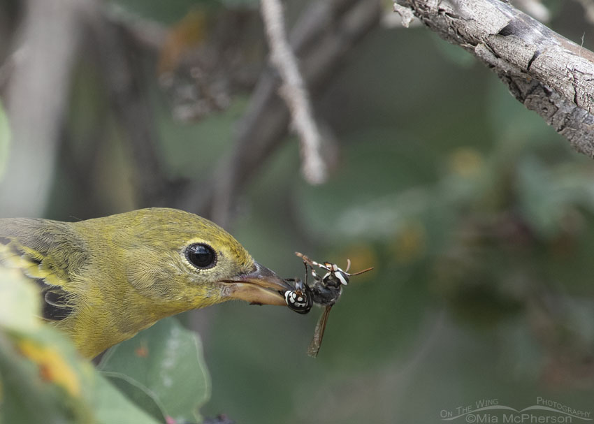 Close up of a female Western Tanager with a Bald-faced Hornet, Morgan County, Utah