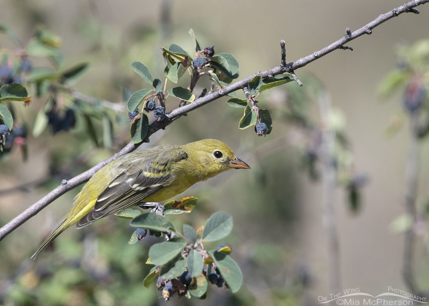 Female Western Tanager in a Serviceberry, Morgan County, Utah