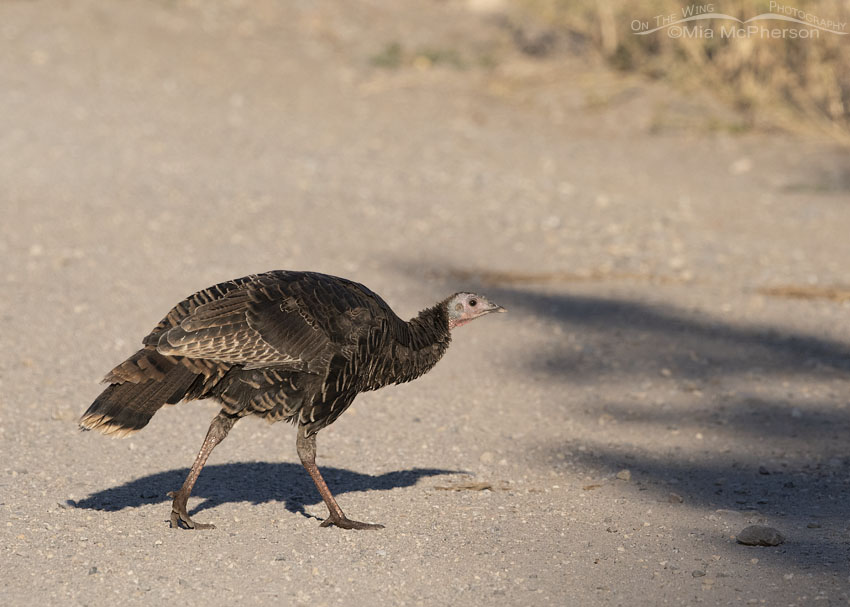 Wild Turkey crossing a gravel road in the Stansbury Mountains, West Desert, Tooele County, Utah