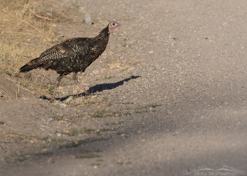 Wild Turkey about to cross a road, Stansbury Mountains, West Desert, Tooele County, Utah