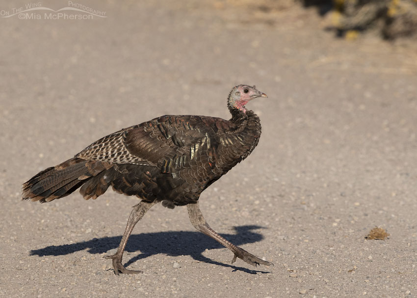 Wild Turkey trotting across a gravel road, Stansbury Mountains, West Desert, Tooele County, Utah