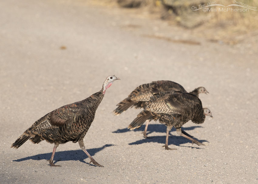 Three Turkeys crossing a road, Stansbury Mountains, West Desert, Tooele County, Utah