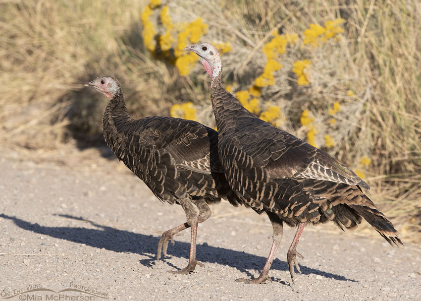 Two Wild Turkeys in the Stansbury Mountains, West Desert, Tooele County, Utah