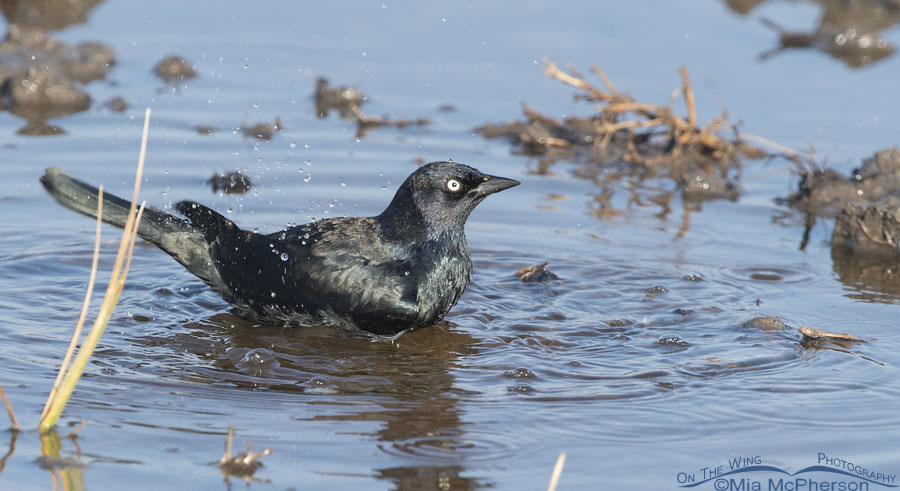 Male Brewer's Blackbird in a puddle, Farmington Bay Waterfowl Management Area, Davis County, Utah
