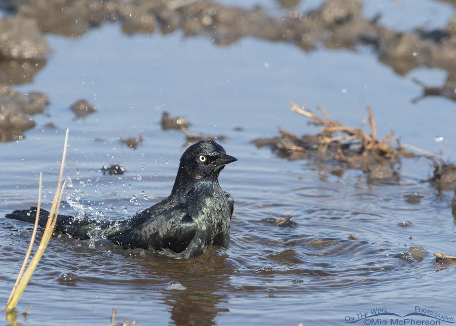 Male Brewer's Blackbird bathing in a flooded field, Farmington Bay Waterfowl Management Area, Davis County, Utah