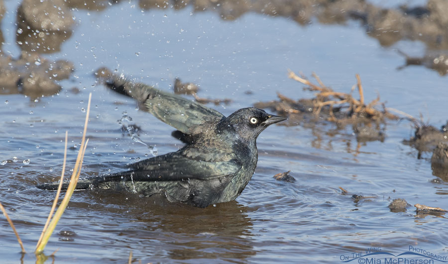 Brewer's Blackbird male bathing, Farmington Bay Waterfowl Management Area, Davis County, Utah