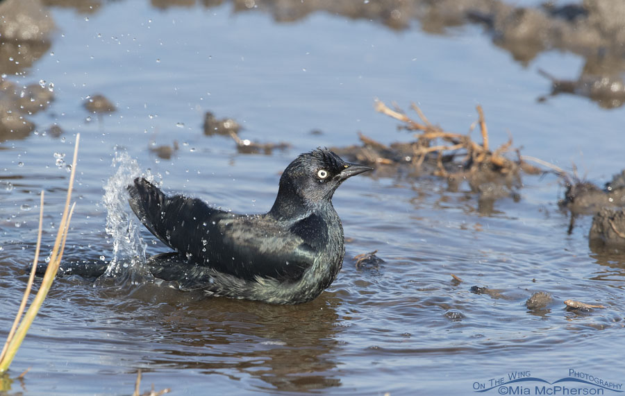 Male Brewer's Blackbird splashing water while bathing, Farmington Bay Waterfowl Management Area, Davis County, Utah