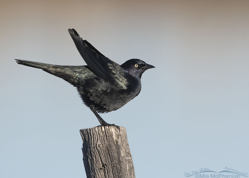 Male Brewer's Blackbird shaking after preening, Farmington Bay Waterfowl Management Area, Davis County, Utah
