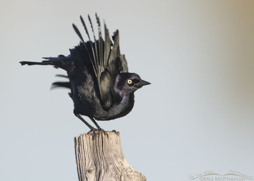 Male Brewer's Blackbird shaking after a bath, Farmington Bay Waterfowl Management Area, Davis County, Utah