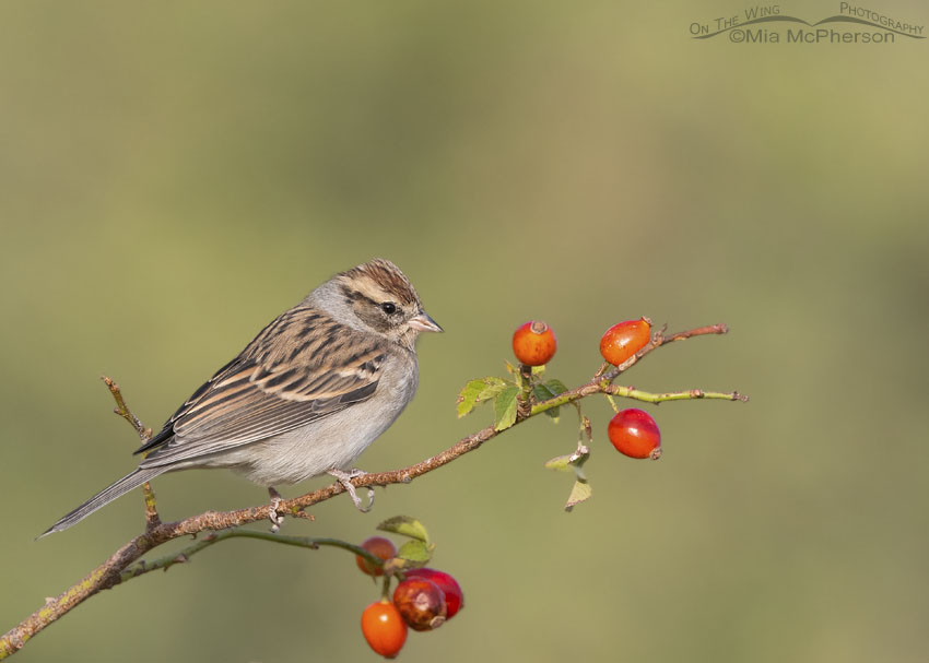 Chipping Sparrow on wild rose, Box Elder County, Utah
