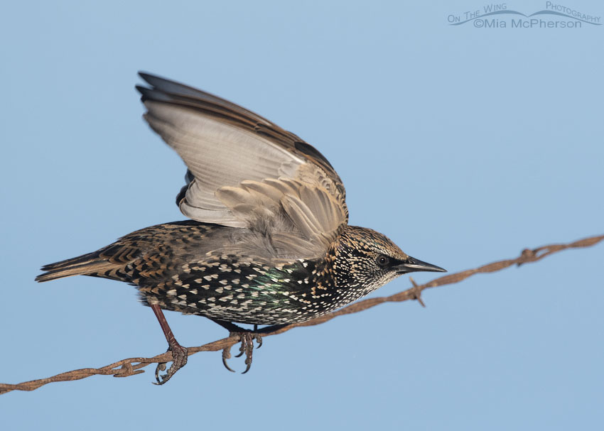European Starling lifting off from rusty barbed wire fence, Farmington Bay WMA, Davis County, Utah
