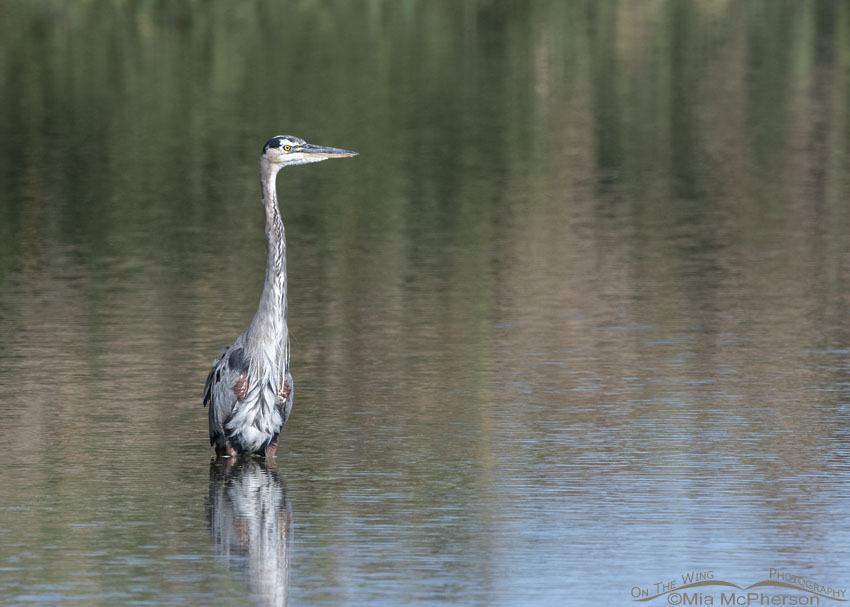 Great Blue Heron showing white feathers in the crown where is should be dark, Farmington Bay WMA, Davis County, Utah