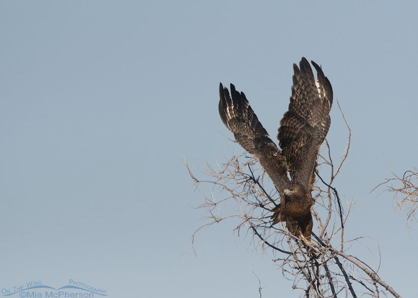 Sub-adult Red-tailed Hawk lift off, Bear River Migratory Bird Refuge, Box Elder County, Utah