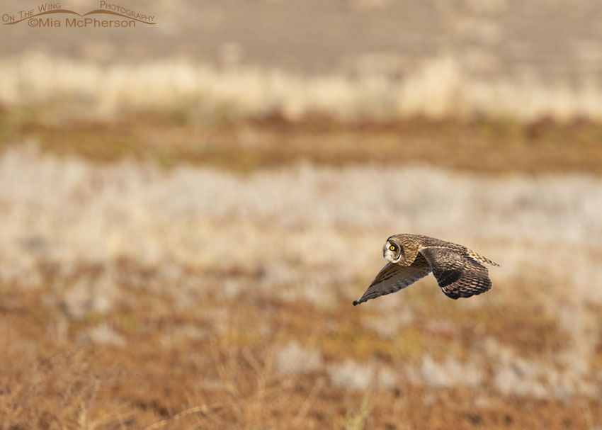 Short-eared Owl in flight over a marsh, Farmington Bay WMA, Davis County, Utah