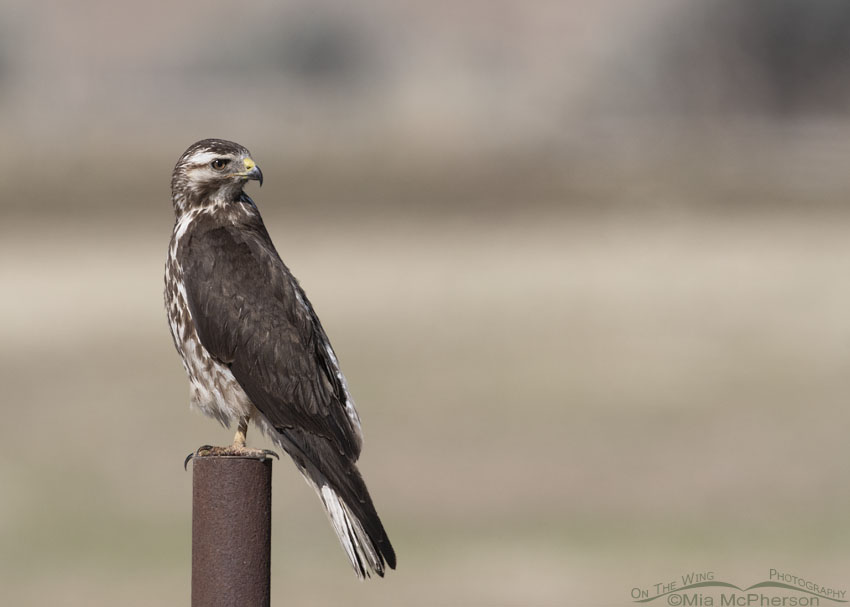 Sub-adult Swainson's Hawk looking over its back, Box Elder County, Utah