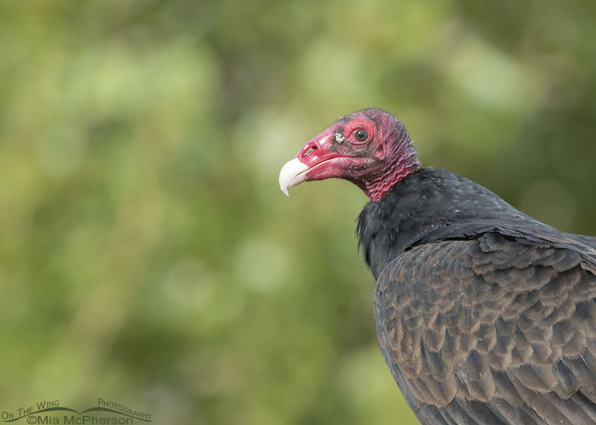 Close up of an alert Turkey Vulture, Box Elder County, Utah