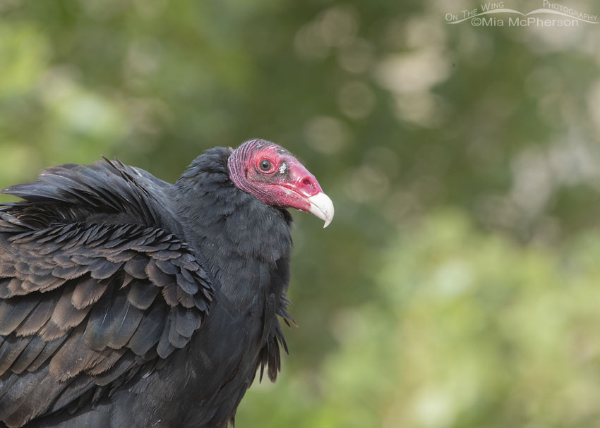 Close up of a Turkey Vulture rousing, Box Elder County, Utah