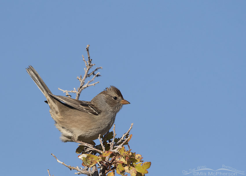 Immature White-crowned Sparrow in a perky pose, Box Elder County, Utah