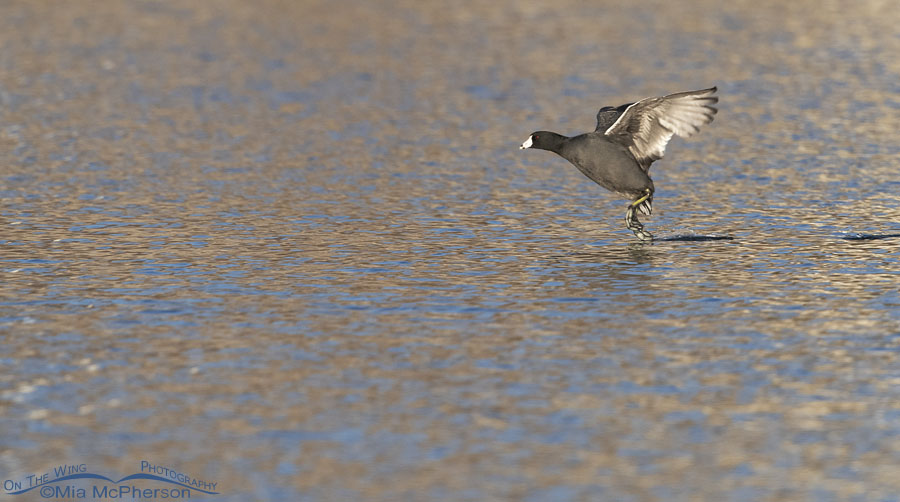 American Coot running on the water of a pond, Salt Lake County, Utah